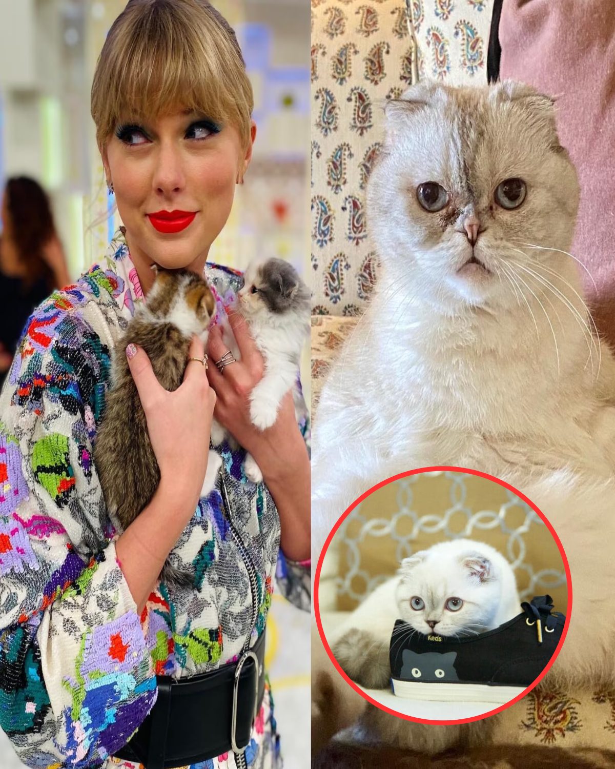 Taylor Swift's cat is the 3rd richest in the pet world with a fortune ...